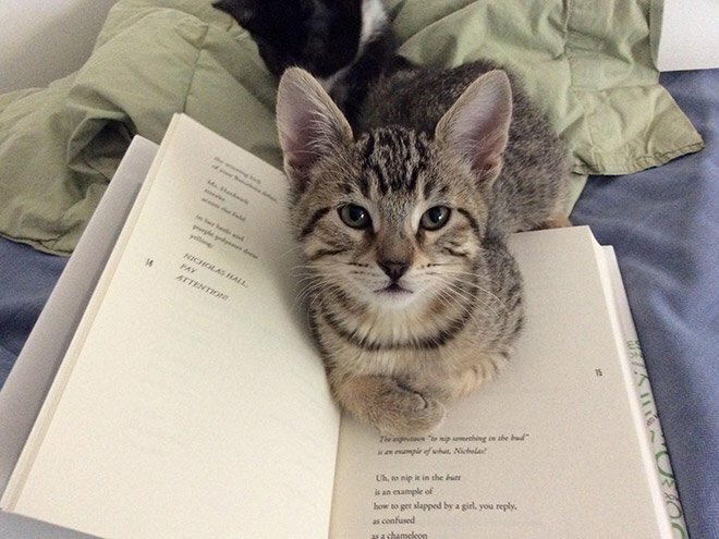 Котики, которые мешают читать своим хозяевам. ФОТО