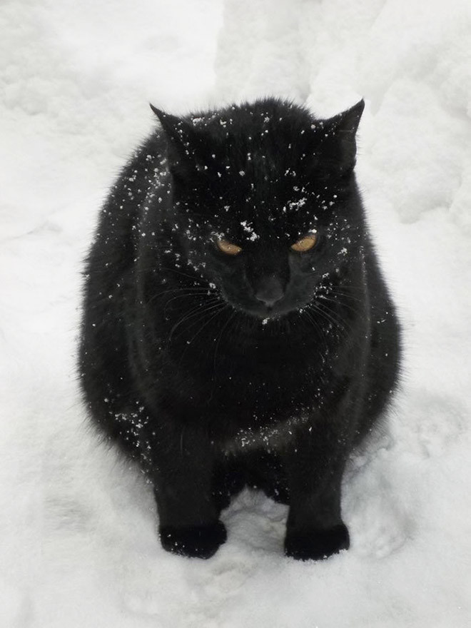 Домашние котики, которые впервые увидели снег