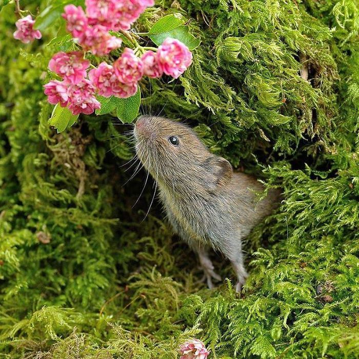 Восхитительные фотографии мышек от Дина Мейсона. ФОТО
