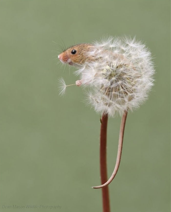 Восхитительные фотографии мышек от Дина Мейсона. ФОТО