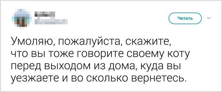 Твиты о том, что говорят люди своему коту перед уходом из дома. ФОТО