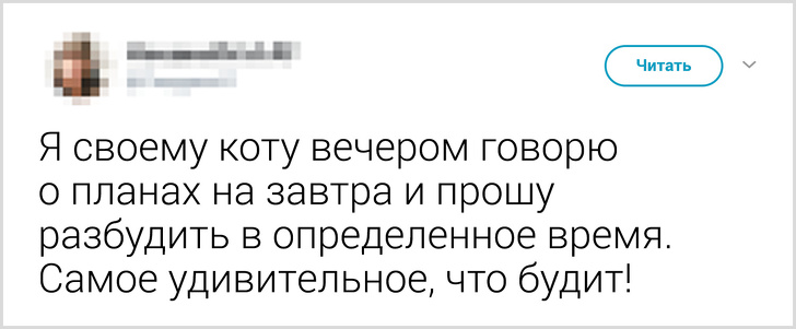 Твиты о том, что говорят люди своему коту перед уходом из дома. ФОТО