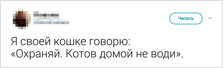 Твиты о том, что говорят люди своему коту перед уходом из дома. ФОТО