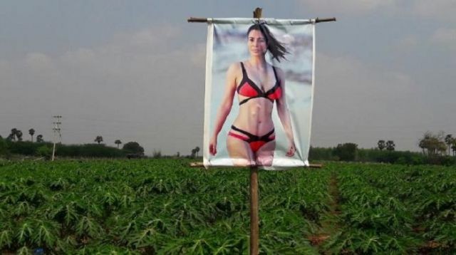 Индийский фермер установил на своих грядках фото с порнозвездой, чтобы защитить свой урожай