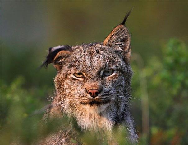 Подборка самых неудачных снимков животных (ФОТО)