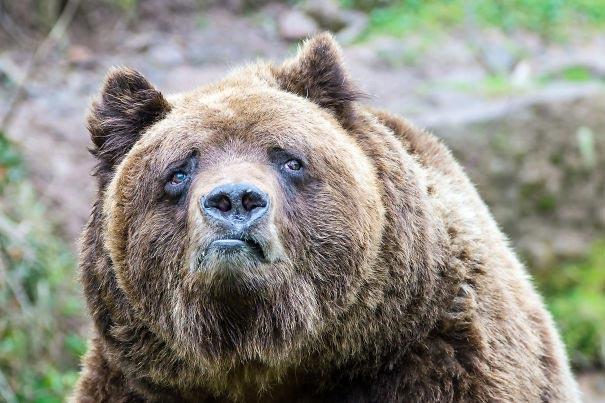 Подборка самых неудачных снимков животных (ФОТО)