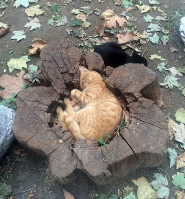 25 кошек, которые любят сидеть в самых неподходящих для этого местах (ФОТО)