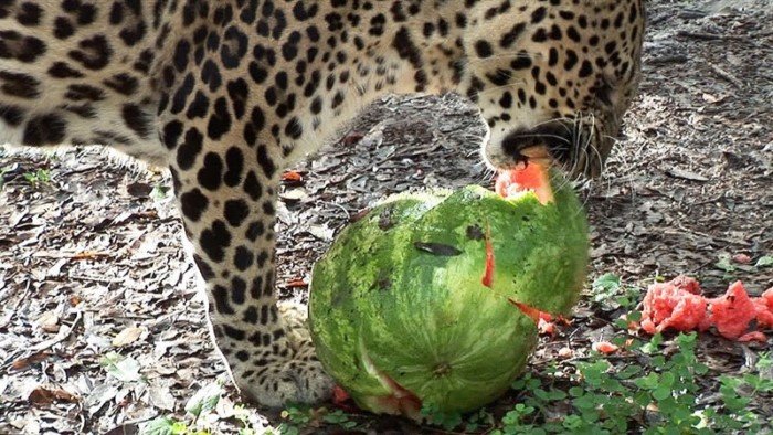 20 забавных животных, которые просто обожают арбузы