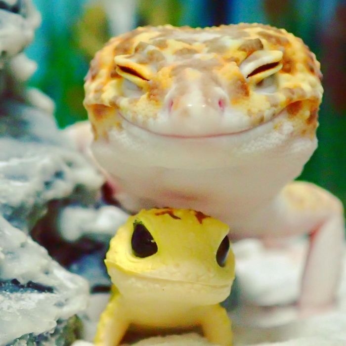 Позитивный геккон не может перестать довольно улыбаться. ФОТО
