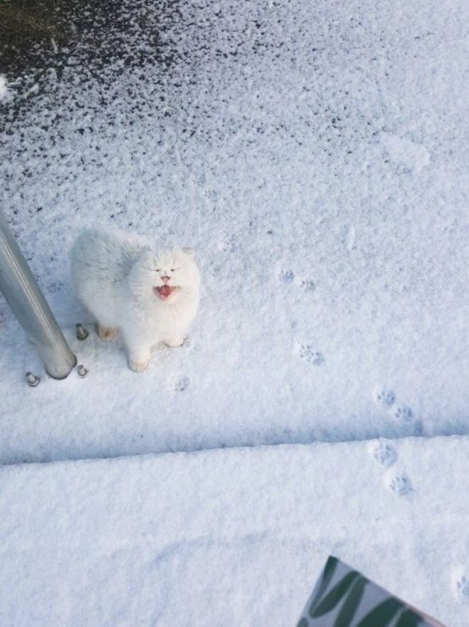 Забавные кошки, реагирующие на первый снег. ФОТО