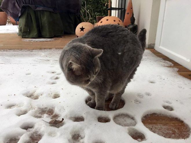 Забавные кошки, реагирующие на первый снег. ФОТО