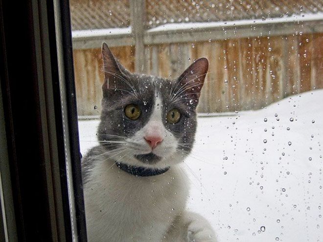 Забавные кошки, реагирующие на первый снег. ФОТО