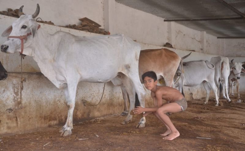 Семья три года купается в коровьем навозе после статьи в интернете.ФОТО