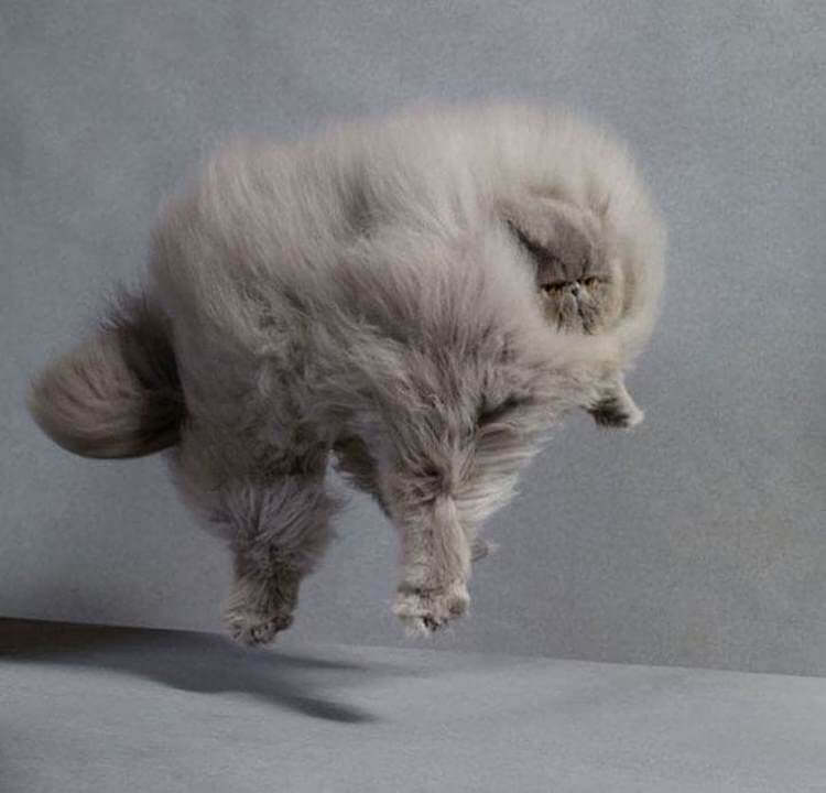 Фото нереально пушистых котов. ФОТО