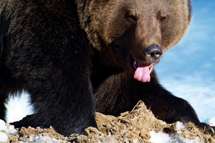 Интересные факты из жизни медведя шатуна
