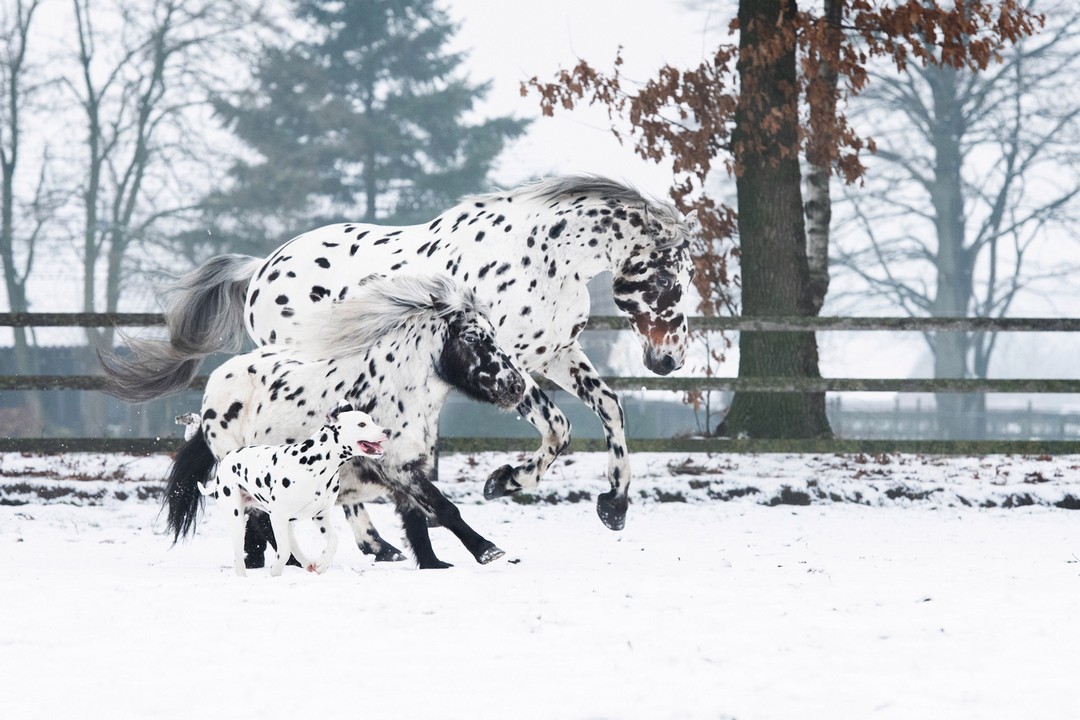 Лошадь, пони и собака одинакового окраса подружились на ферме