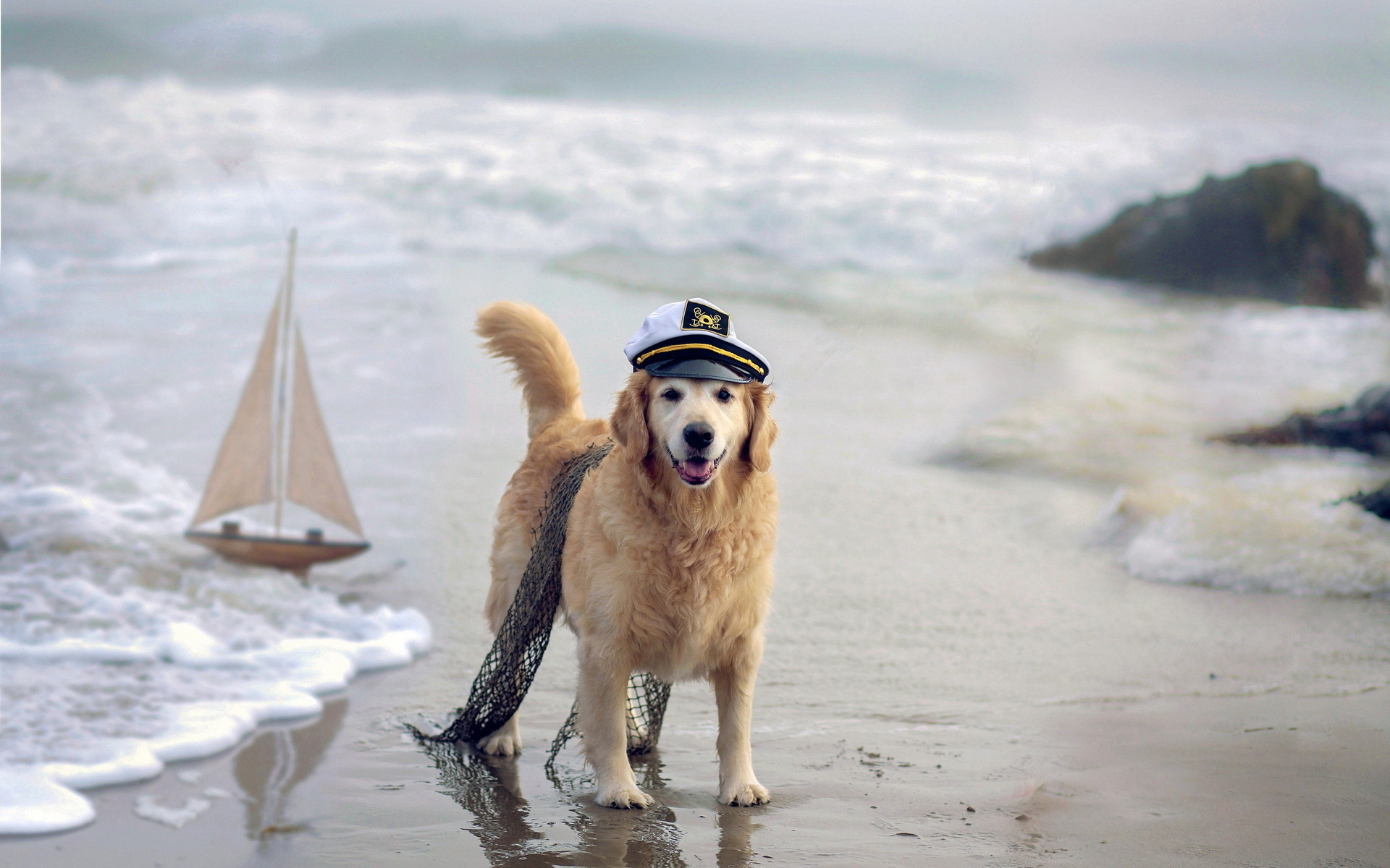 Собака не пустила своего сородича купаться в море. ВИДЕО