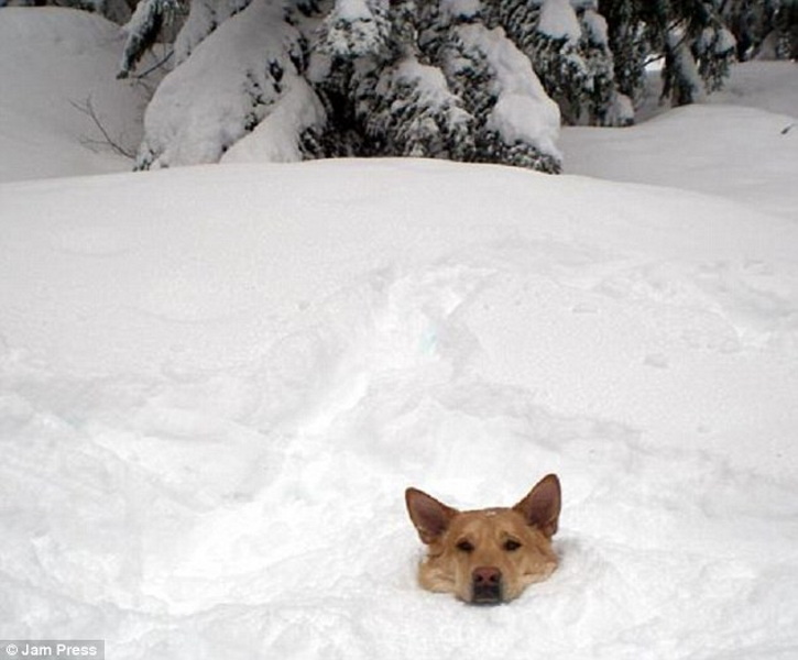 Эмоциональные фото животных, которые впервые вышли погулять по снегу: эту реакцию нужно видеть. ФОТО