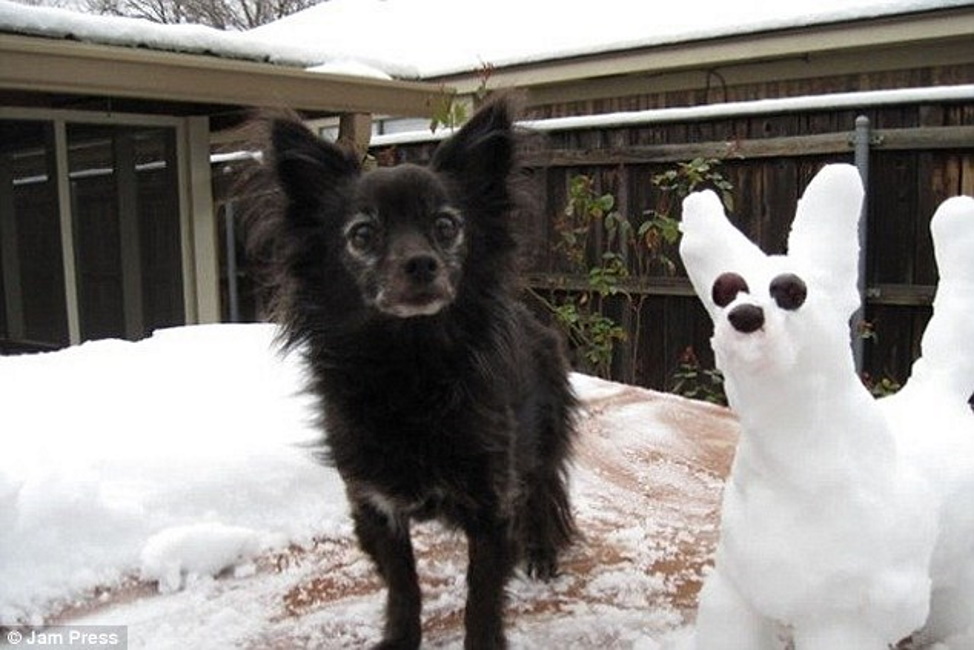 Эмоциональные фото животных, которые впервые вышли погулять по снегу: эту реакцию нужно видеть. ФОТО