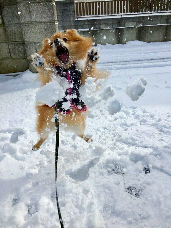 Эмоциональные фото животных, которые впервые вышли погулять по снегу: эту реакцию нужно видеть. ФОТО