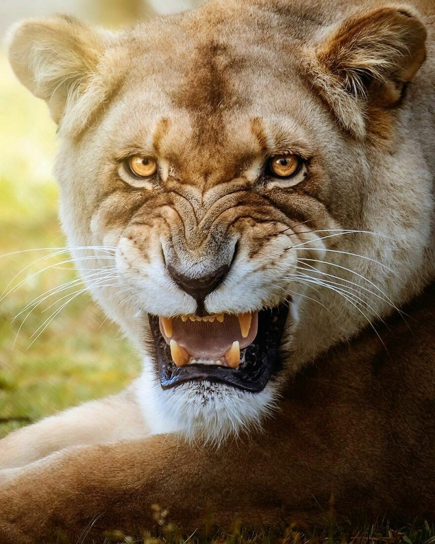 Величественные львы на снимках британского фотографа