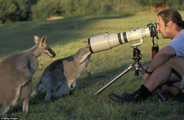 Любопытные животные, которые мешают фотографам