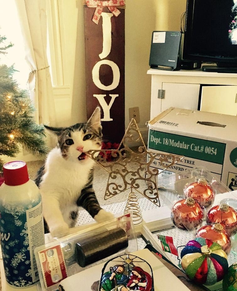 20 смешных котов празднующих Рождество и Новый год