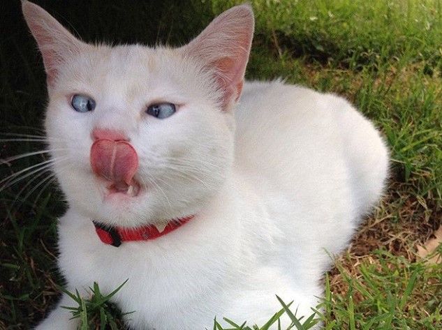 Не все коты могут быть одинаково фотогеничны: курьезные фото
