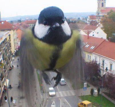 Смешные и просто безумные фотобомбы