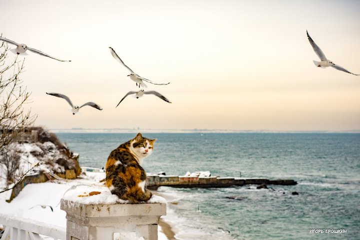 Фотограф умилил Сеть одесской кошкой, пытающейся поймать чаек. Фото