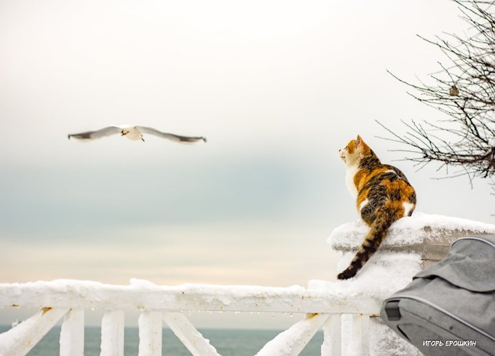 Фотограф умилил Сеть одесской кошкой, пытающейся поймать чаек. Фото
