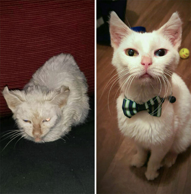 Фотографии кошек до и после того, как их спасли от бездомной жизни. ФОТО