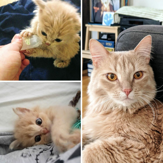 Фотографии кошек до и после того, как их спасли от бездомной жизни. ФОТО