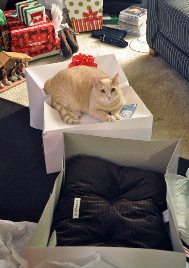 Как кошки используют тщательно подобранные для них подарки. ФОТО