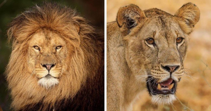 Самка и самец: половые различия у разных животных