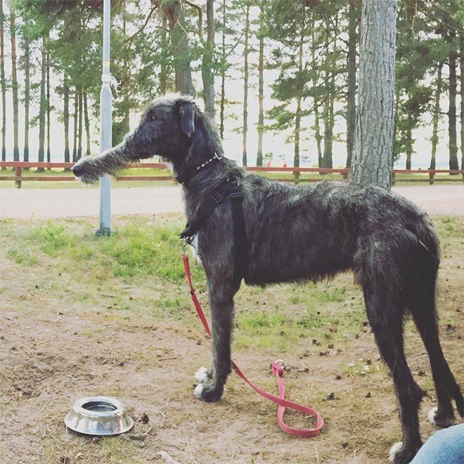 Фантастические существа на панорамных снимках, которые пошли не по плану