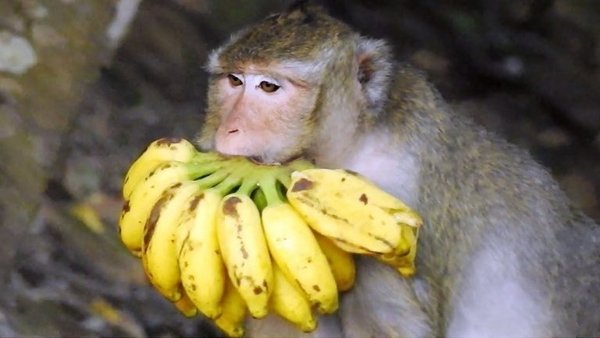 Сбежала за обновками: в харьковском ТРЦ обнаружили обезьяну. ВИДЕО