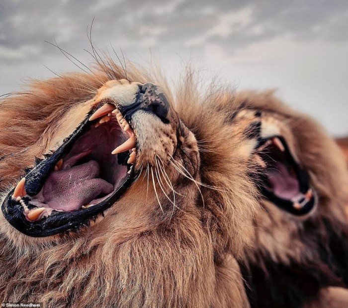 Британский фотограф Саймон Нидэм показывает красоту животных из заповедников. ФОТО