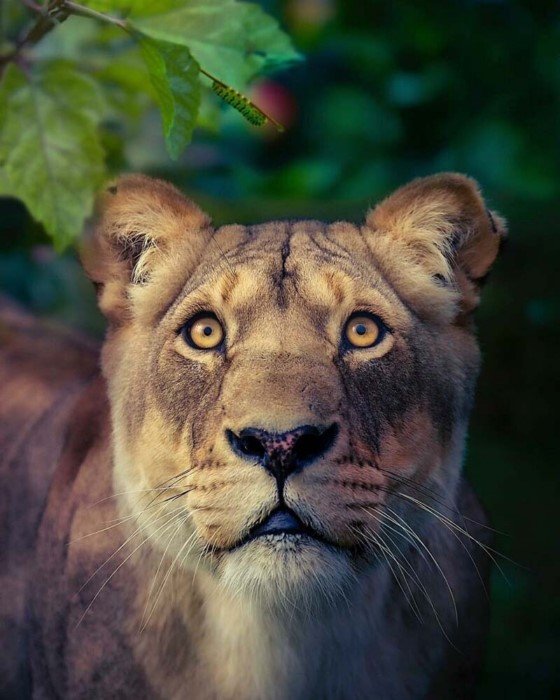 Британский фотограф Саймон Нидэм показывает красоту животных из заповедников