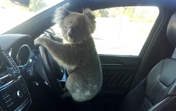 В Австралии коала  устроила  ДТП