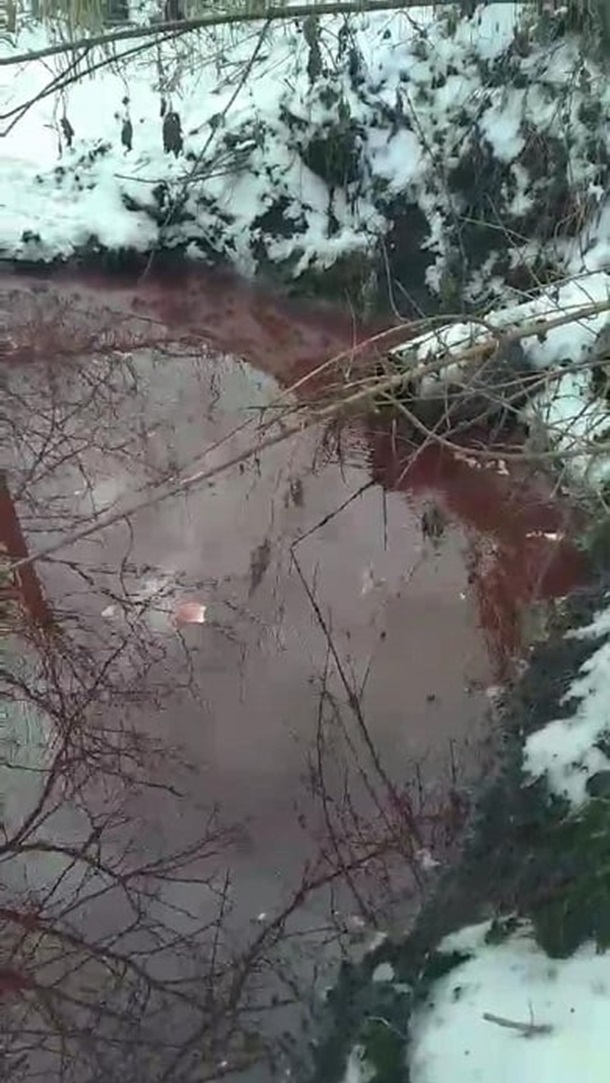 Скотобойня на Прикарпатье сделала реку кровавой. ВИДЕО