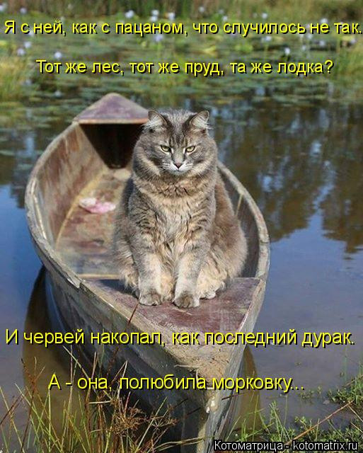 Свежая котоматрица. ФОТО