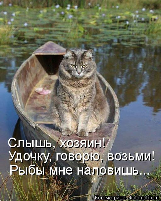 Свежая котоматрица. ФОТО