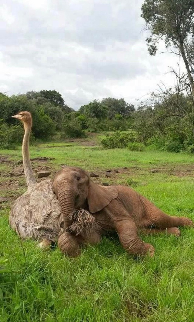 Животные дружат между собой, невзирая ни на что. ФОТО
