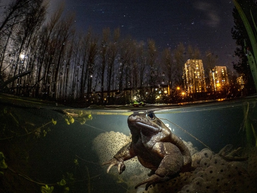 Победители конкурса подводной фотографии 2021 года