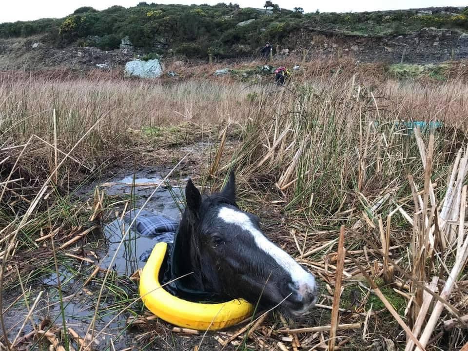 Спасатели помогли вытащить лошадь из болота