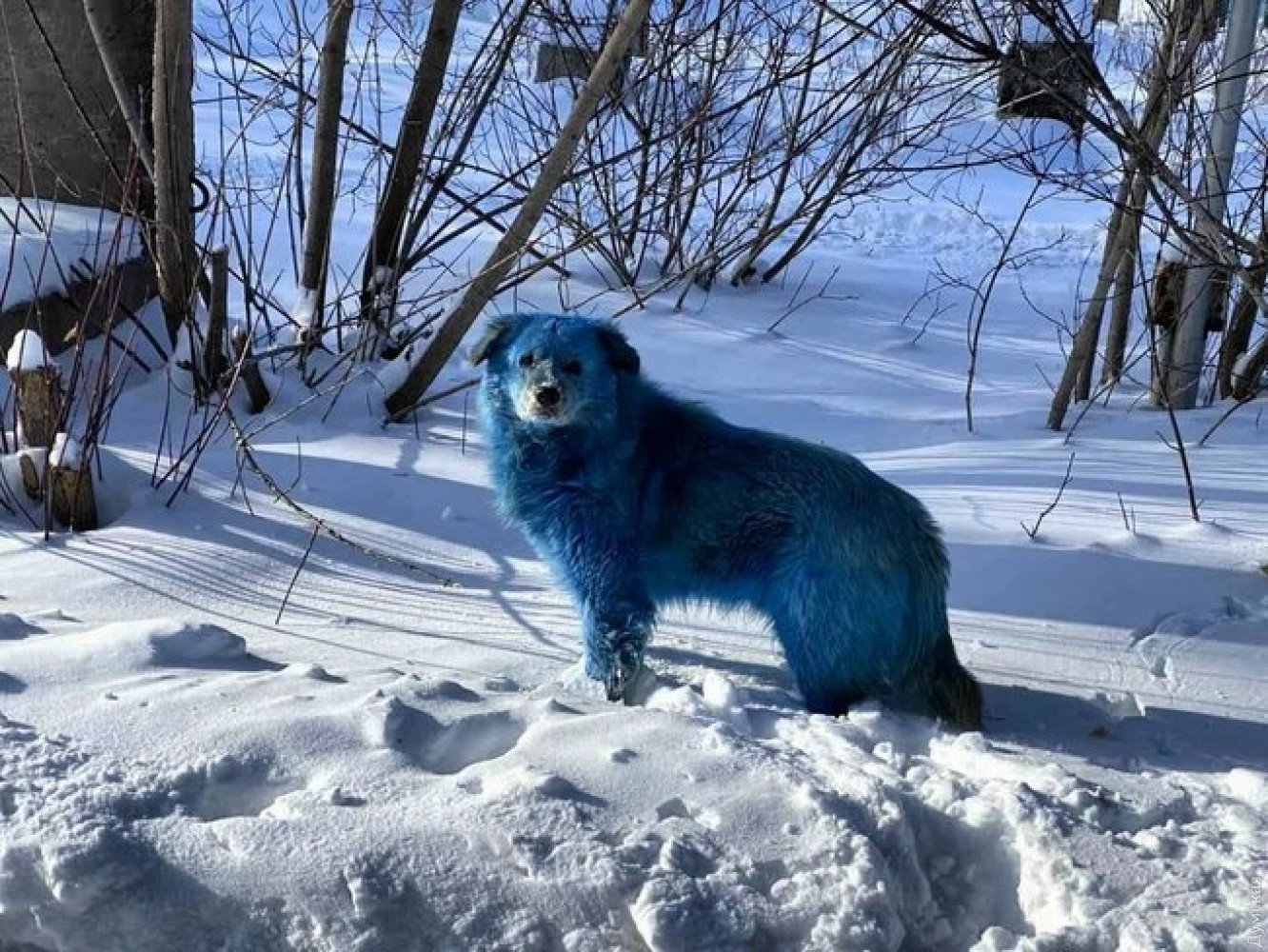 В России замечены стаи синих собак - их выловят и изучат. ВИДЕО