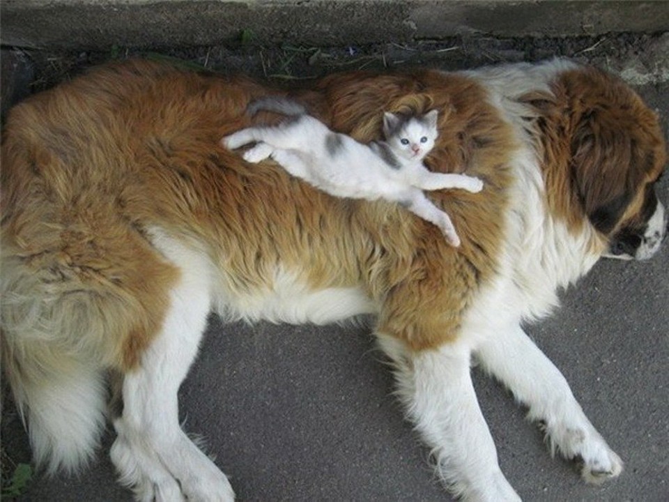 Милая дружба котов и собак
