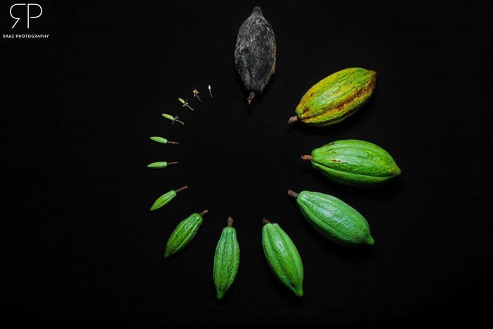 Люди делятся фотографиями жизненных циклов растений и других живых существ