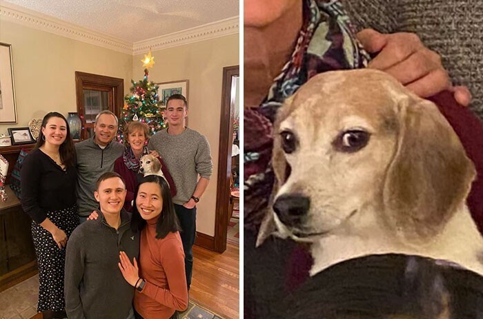 Семейные и домашние снимки с забавными собаками